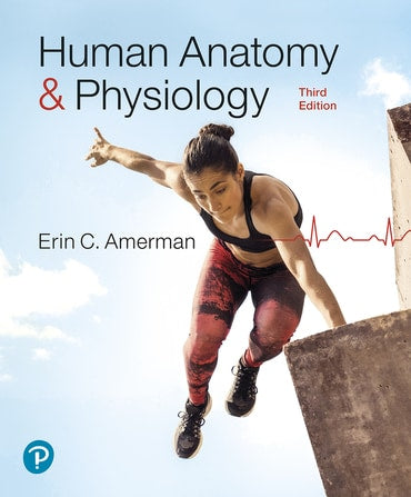 Test Bank for Human Anatomy & Physiology 3rd Edition by Erin C. Amerman