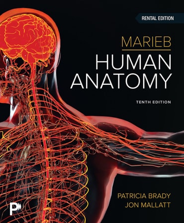Test Bank for Marieb Human Anatomy 10th Edition by Patricia Brady