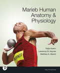 Test Bank for Marieb Human Anatomy & Physiology 12th Edition by Katja Hoehn
