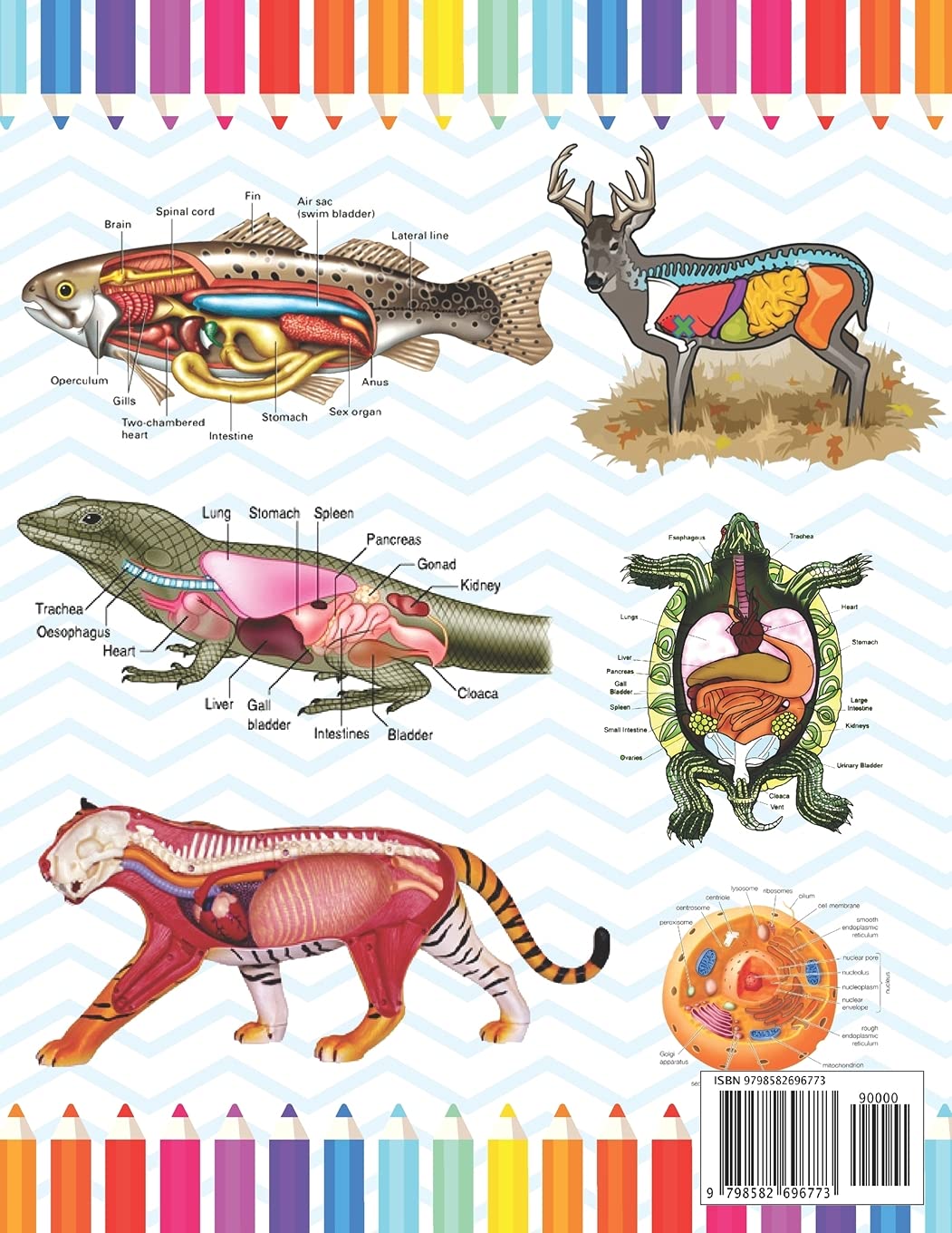 Zoology Coloring Book: Collection of Simple Illustrations of Zoology