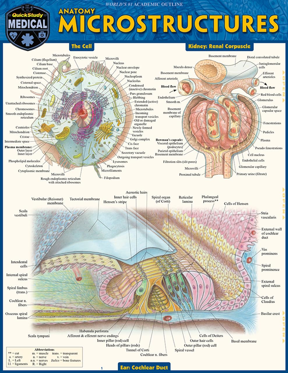 Anatomy Microstructures: a QuickStudy Laminated Reference Guide